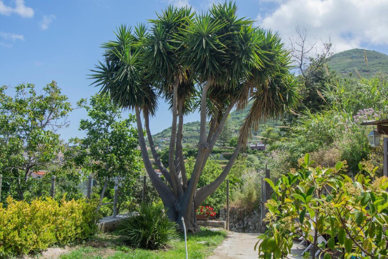 Casa Yucca Villa Forio di Ischia Exterior foto